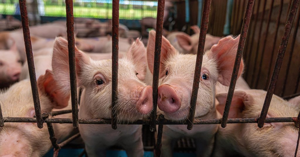 ASF still around; PVO adopts strict measures