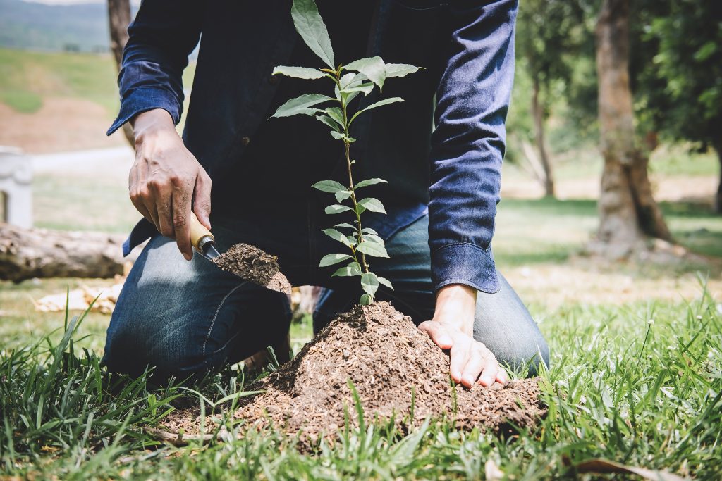 Power firms continue to plant trees