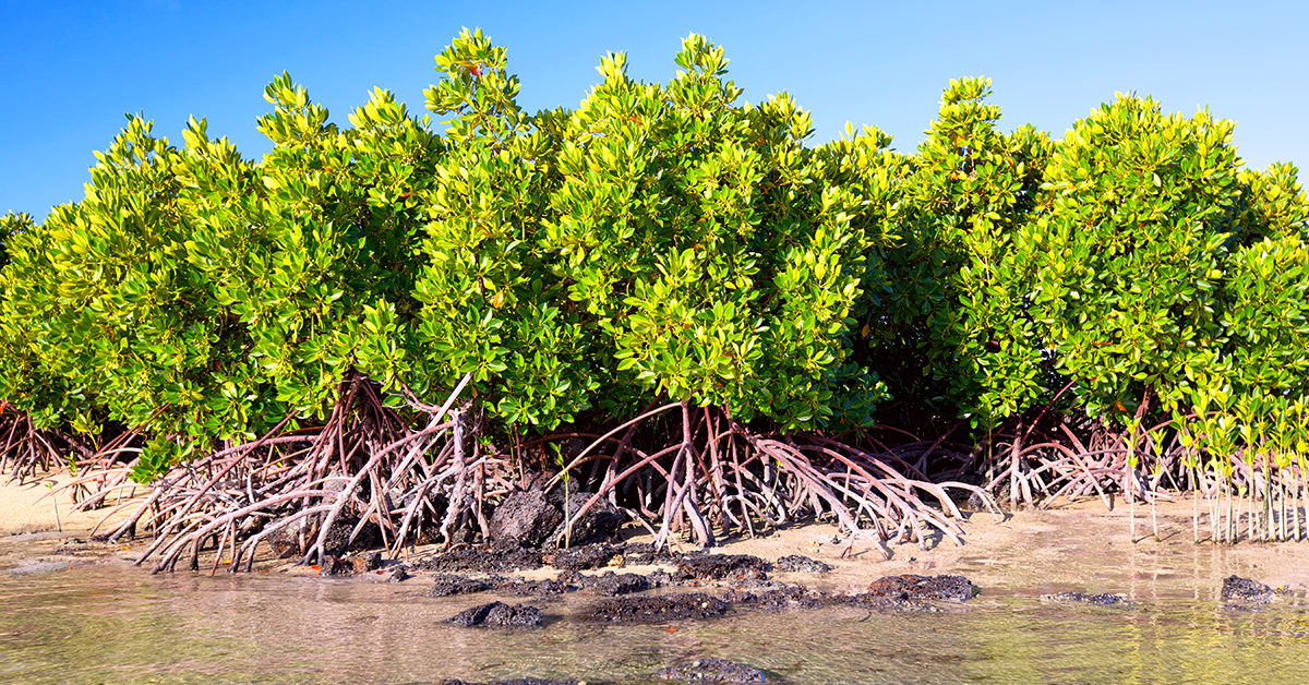NGO urges government to revert AUU fishponds back to mangroves