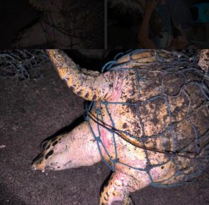 Endangered Hawksbill Sea Turtle rescued and released
