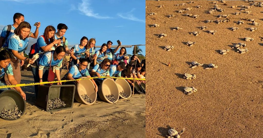 1,800 Olive Ridley hatchlings released in Bagac