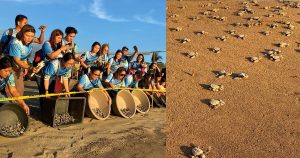 1,800 Olive Ridley hatchlings released in Bagac