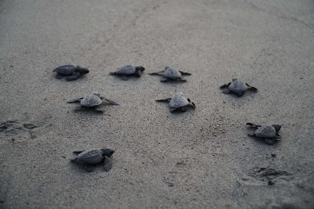 192 Pawikan hatchlings released in Morong