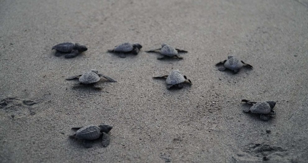 192 Pawikan hatchlings released in Morong