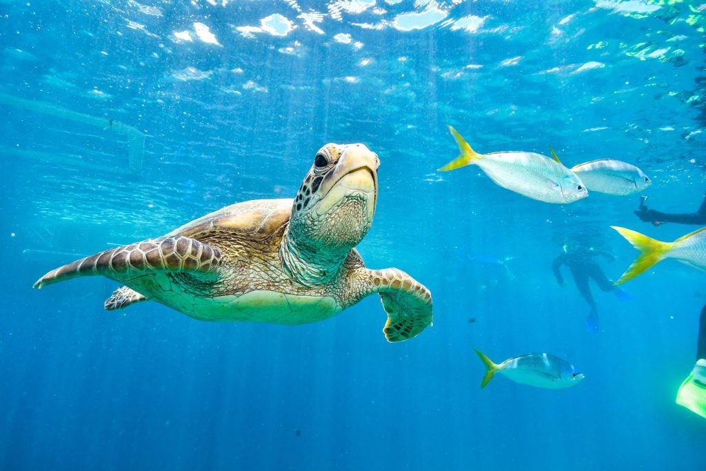 Bataan power firm ends 'pawikan' protection deal