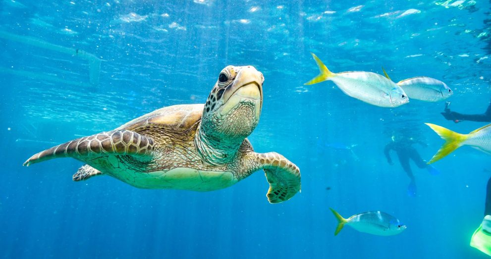 Bataan power firm ends 'pawikan' protection deal