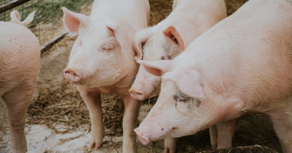 Local hog industry recovers gradually