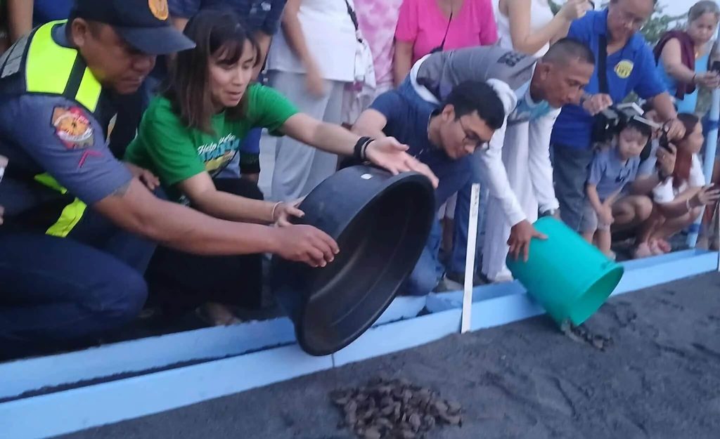 Pawikan hatchlings released in Morong as local partners continue conservation efforts