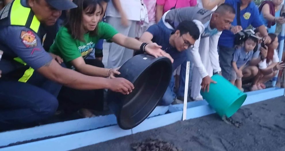 Pawikan hatchlings released in Morong as local partners continue conservation efforts