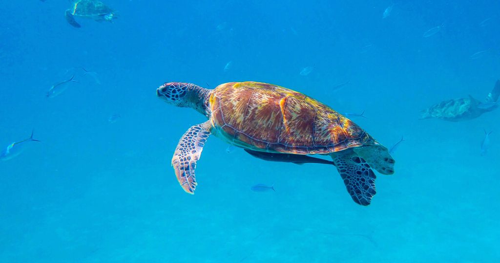 Morong LGU appeals for continued support to 'pawikan' conservation program